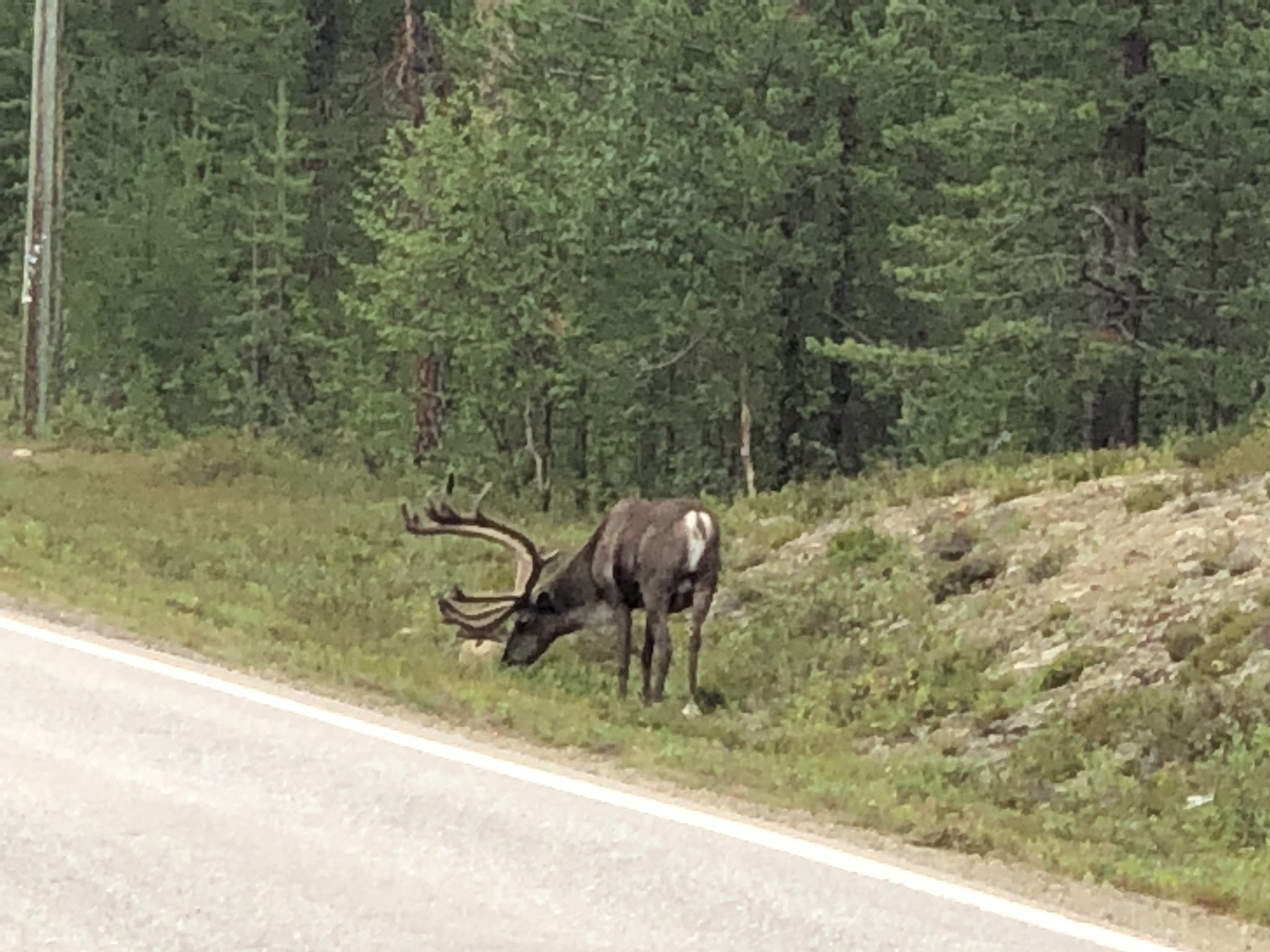 Renna lungo la strada in Finlandia